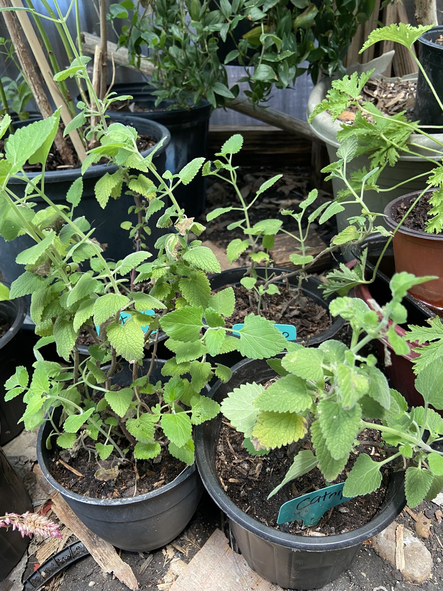Catnip Herb Plant 🪴