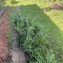 Monkey Grass Plant Blooms Spiked Purple Flowers Evergreens.