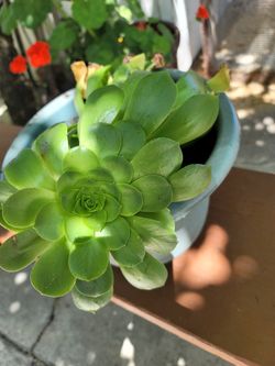 Plant