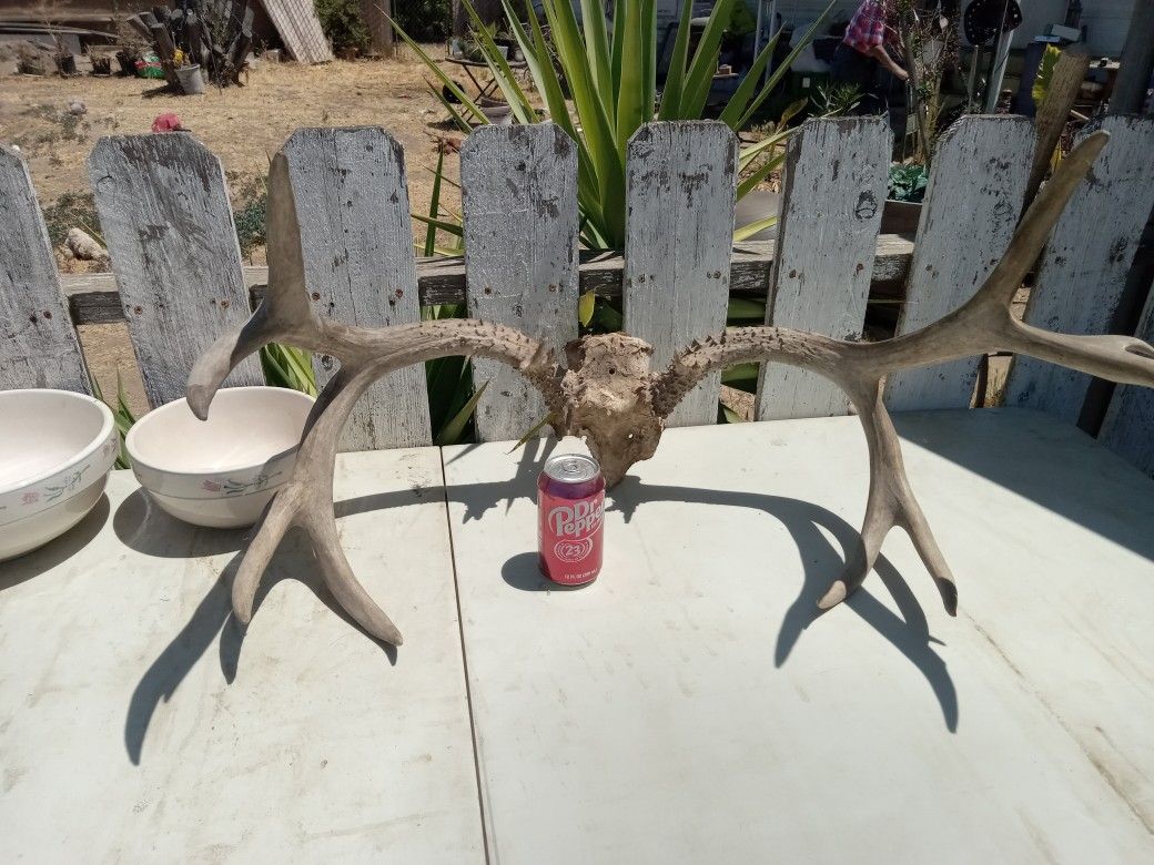 Antlers