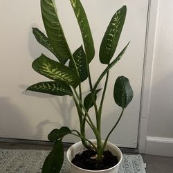 Dieffenbachia 'Tropic Snow' Plant