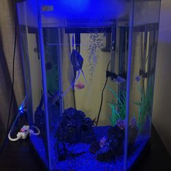 Fish Tank And Fish