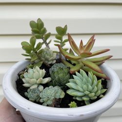 Succulents in ceramics pot