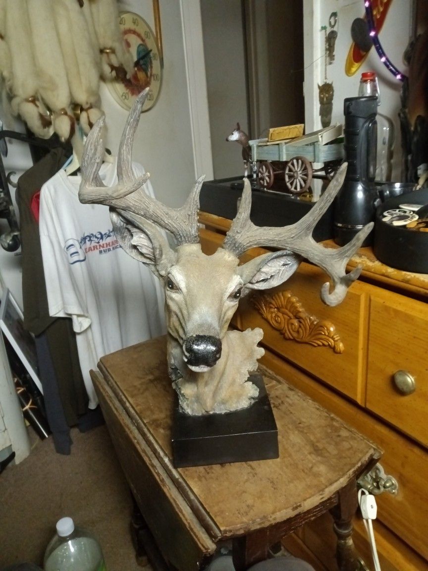 10 Point Buck Deer Pretty.
