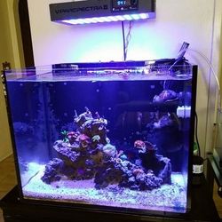 Lampara Para Acuario De Arrecife