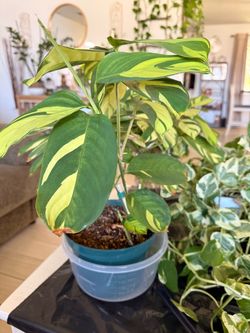 Plant Calathea Pilosa
