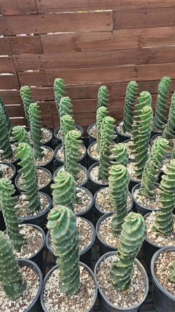 Spiral Cactus 