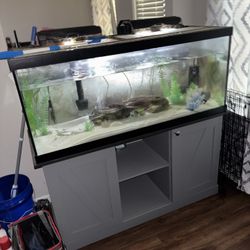 Fish Tank