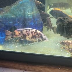 Fish Tank Stuff