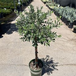 5gal Olive Topiary Trees
