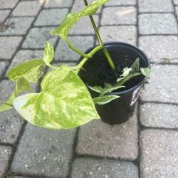 Pothos plant with tradescantia 