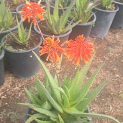 Aloe Rooikappie plants