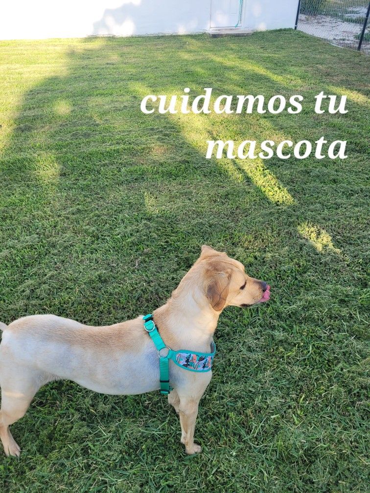 dog sitter