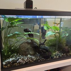 20 Gallon Fish Tank (Plus Accesories)
