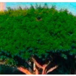 Ficus Column Un 15 Gallon 5 1/2 The Tall $75 Only Have One In 15G