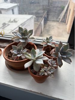 Succulent plants