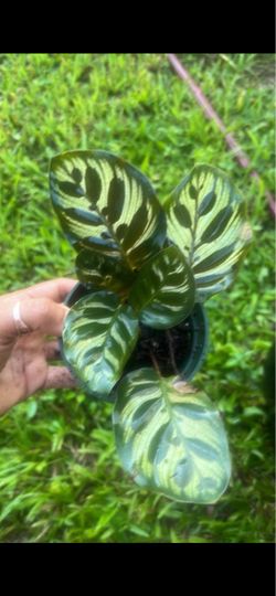 Calathea house plant