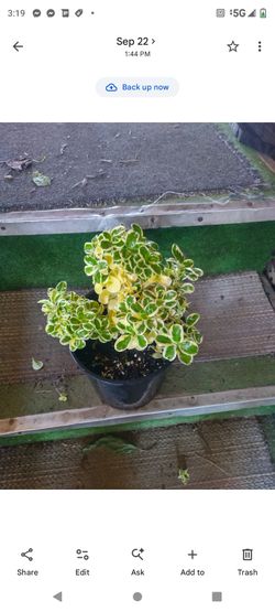 Planta amarillosa 1g