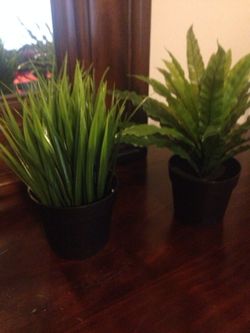 Set of 2 plants for sale