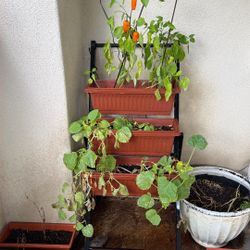 Flower Box With Plant 