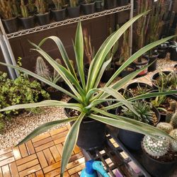 Many Cactus And Succulent At A Price You Won't Find Anywhere Else!