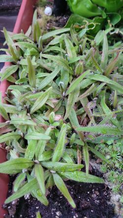 Drosera Adelae