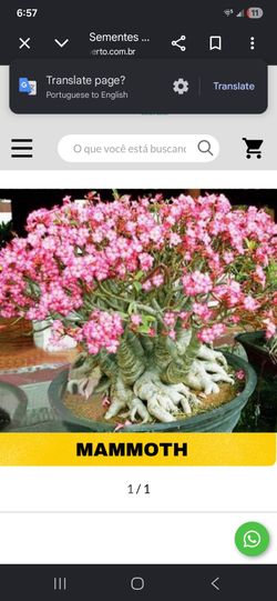 RARE DESERT ROSE SEEDS