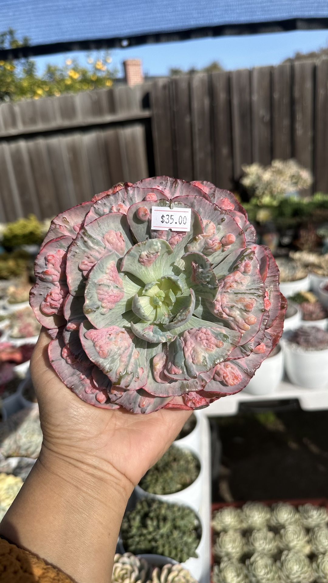 Echeveria Beyonce Huge Single Head