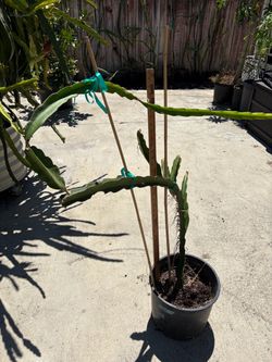 Dragonfruit plant-Townsend Pink over 3 ft