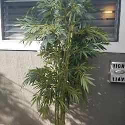 Selling A Bamboo tree