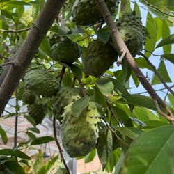 African Pride Atemoya #2 Fruit Tree