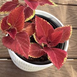 red velvet coleus plant