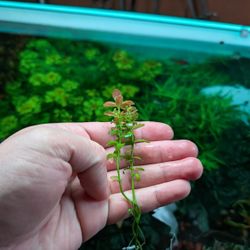 Ammania Sulawesi - Rare and Beautiful Submersed Aquarium Plant - Freshwater Aquatic Plant For Aquascaping Aquascape Planted Fish Tanks 