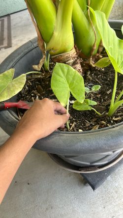 Plants elephant ears