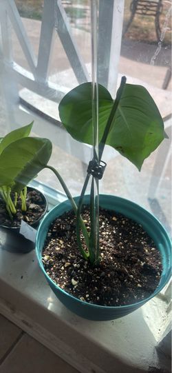 Monstera delisiosa