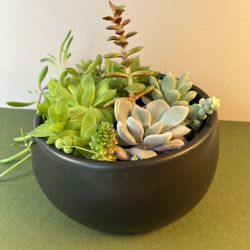 Succulent Collection. Sammamish, Beaver Lake 