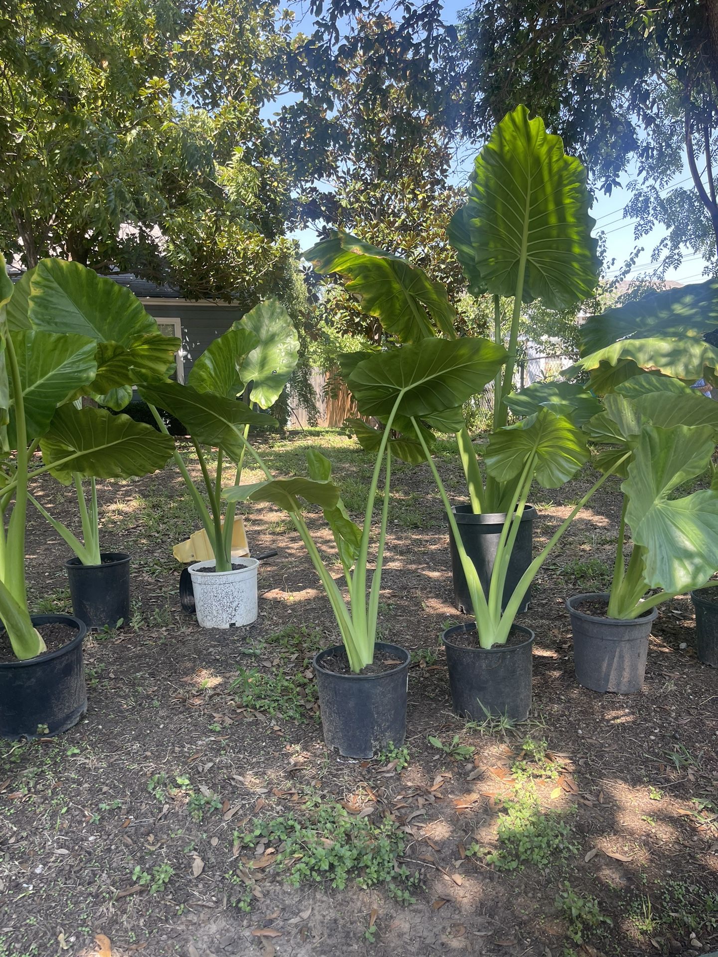 Plants For Sale
