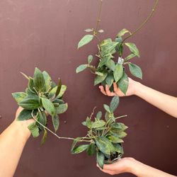 4” hoya nicholsoniae ( price is for each )