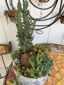 Succulents arrangement