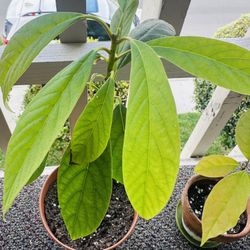 Avocado Tree Plant