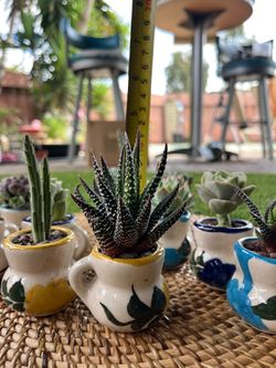 Fresh miniature succulents plants