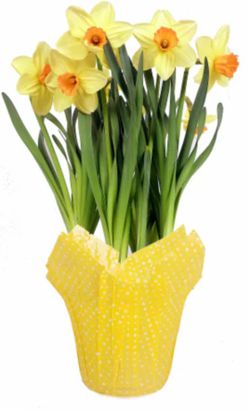 Potted Daffodils
