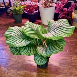 6 Calathea Orbifolia for Sale in San Diego, CA - OfferUp