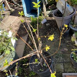 Forsythia Flowers Plant Pot💛Buds &Blooming💛 Chậu Hoa Mai Mỹ Hoa Nghinh Xuân 💛Nụ & Hoa💛