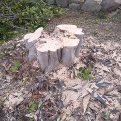 Stumps
