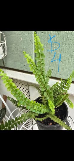 Plant