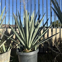 Tequila Maguey 