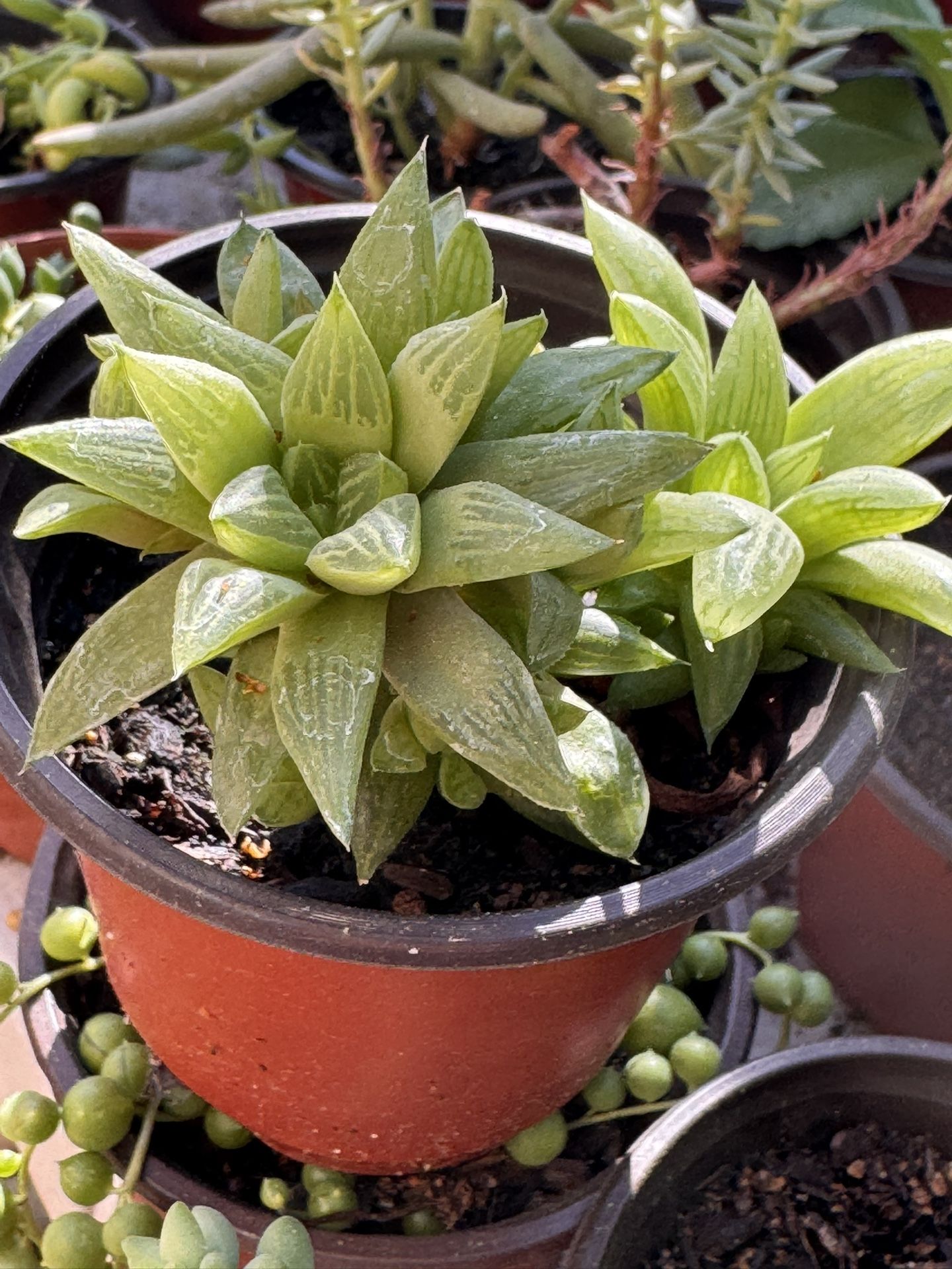 Succulents Plants 4”pot