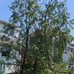 3 Green giant thuja arborvitae trees