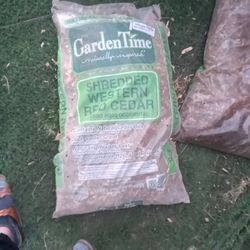 Western Redcedar
